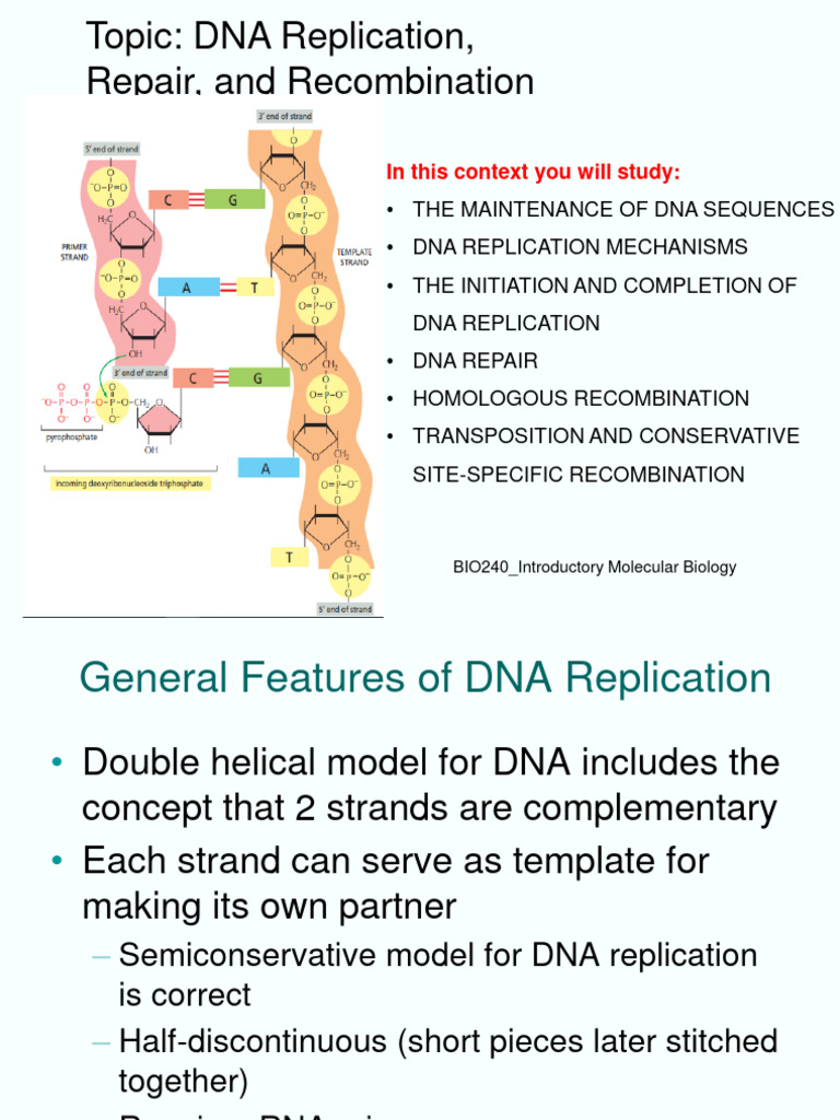 File 3 - DNA Replication Enzymes | PDF | Dna Replication | Dna