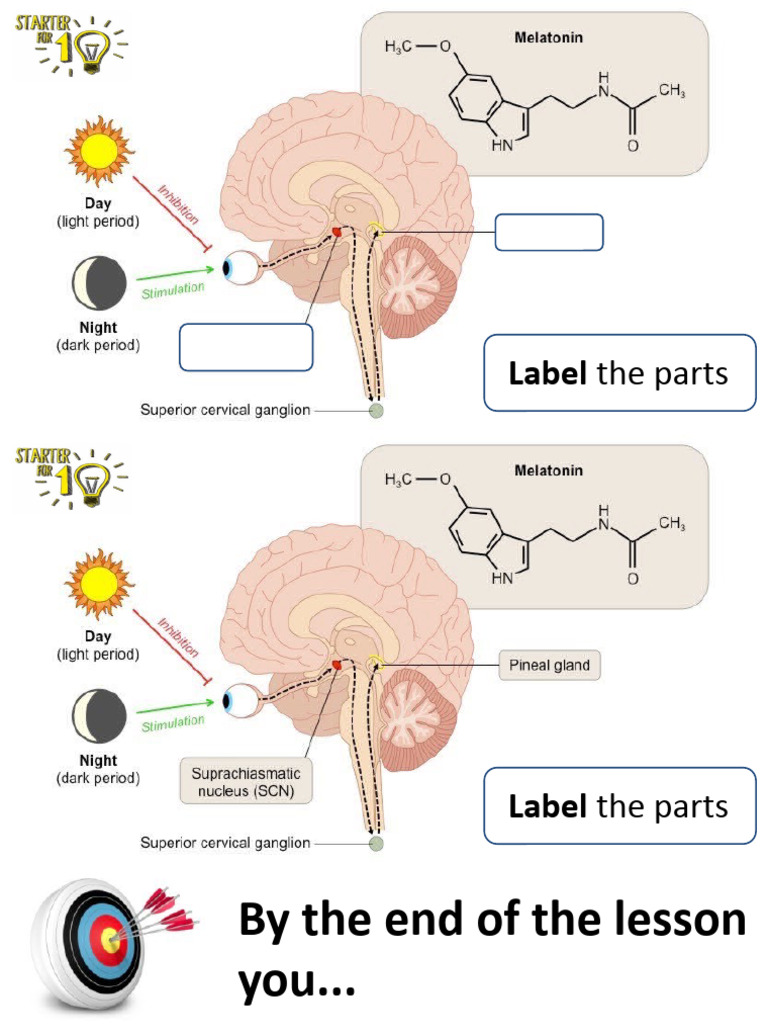 Research Into Sleep-Wake Cycle | PDF | Circadian Rhythm | Physiology