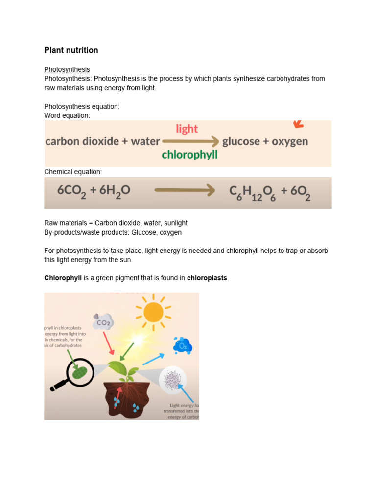 Bio Notes, Plant Nutrition-2 | PDF | Photosynthesis | Leaf