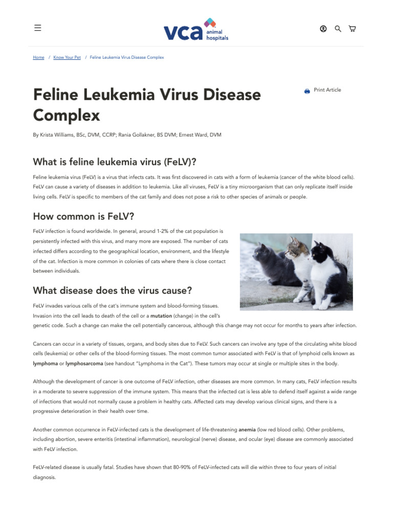 Feline Leukemia Virus Medication For Skin Problems photo
