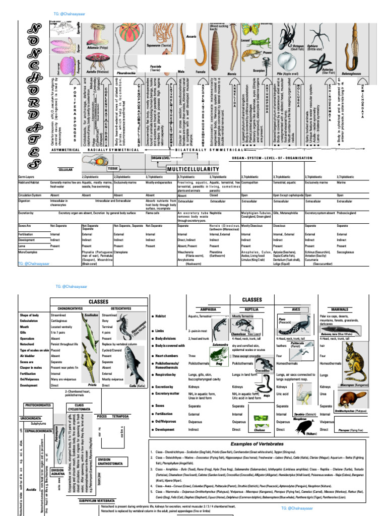 Animal visual data 4