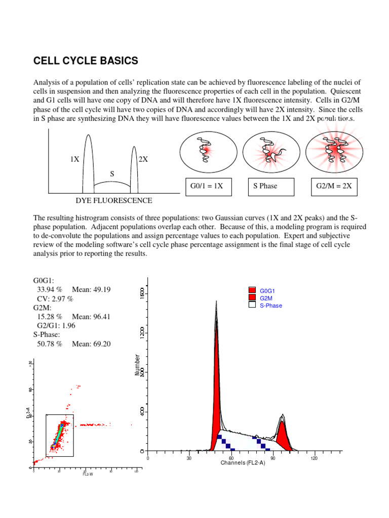 Cell Cycle Fundamentals | PDF | Flow Cytometry | Amplifier