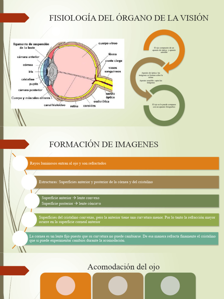Fisiología del Órgano de la Visión | PDF | Ojo humano | Percepción visual