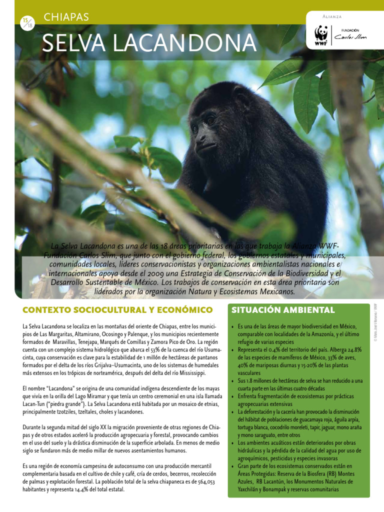 Selva La Candona Chiapas | PDF | México | Chiapas