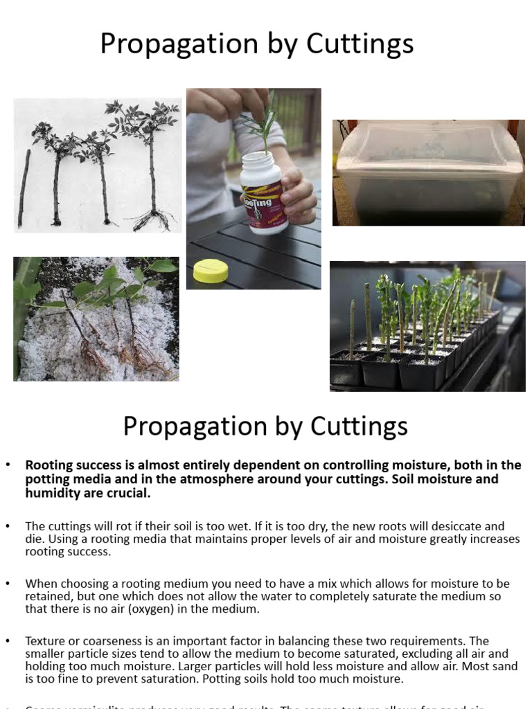 Propagation by Cuttings Presentation | PDF | Botany | Earth Sciences