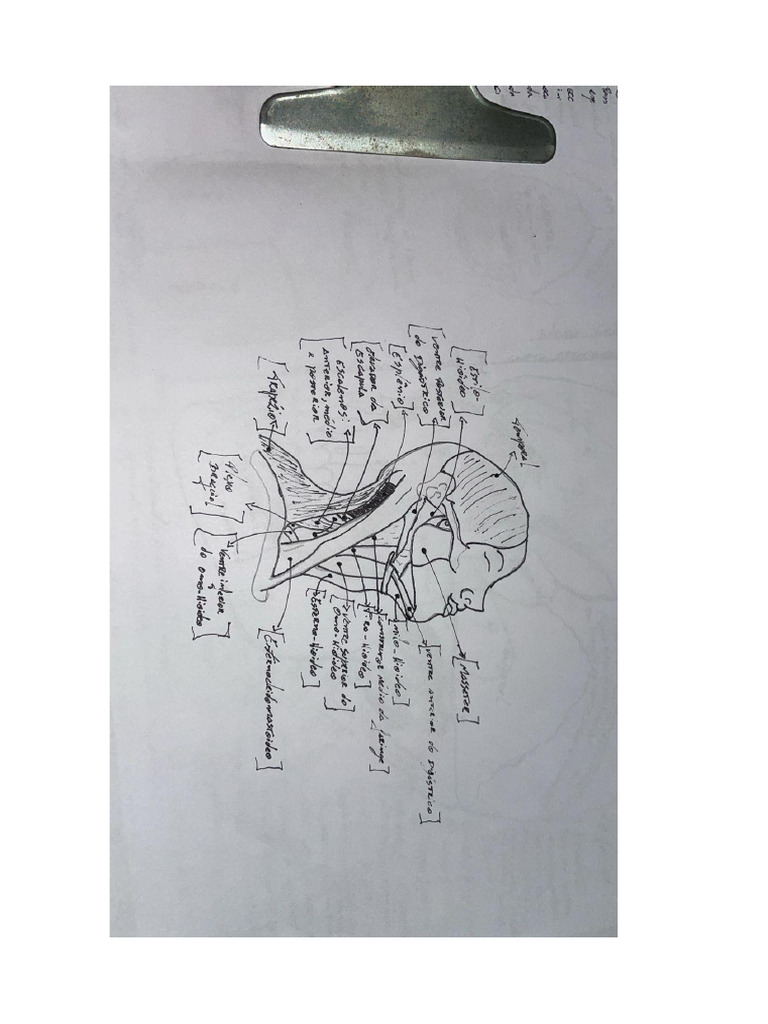 Musculos Do Pescoço Pdf