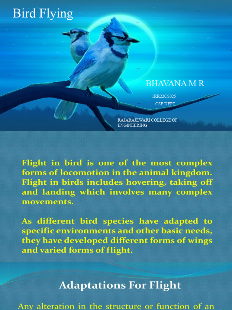 Bird | PDF