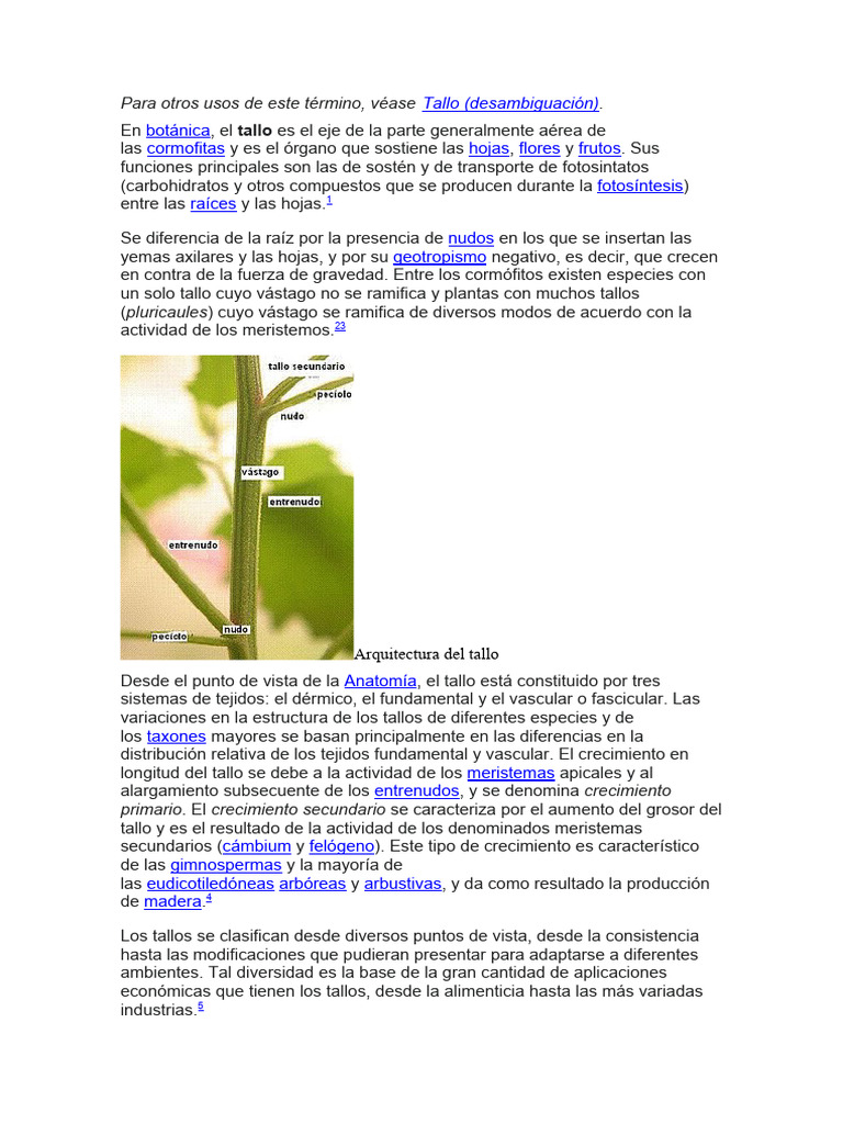 Estructura y funciones del tallo en botánica | PDF | Tallo de la planta ...
