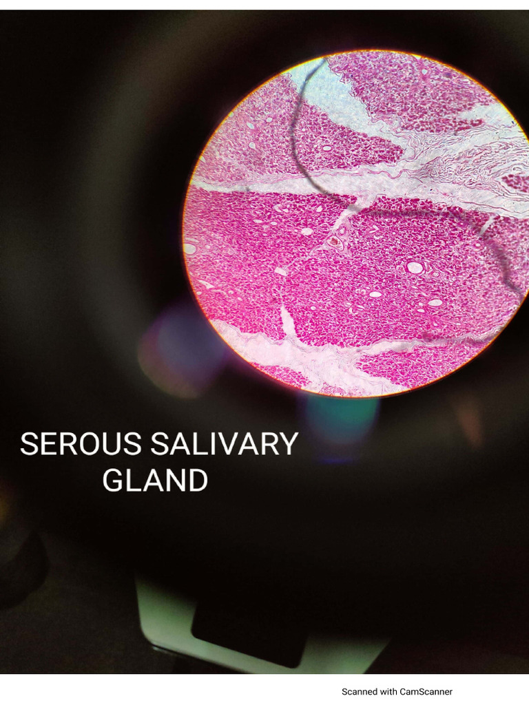 Histology Slides Internals 1 | PDF