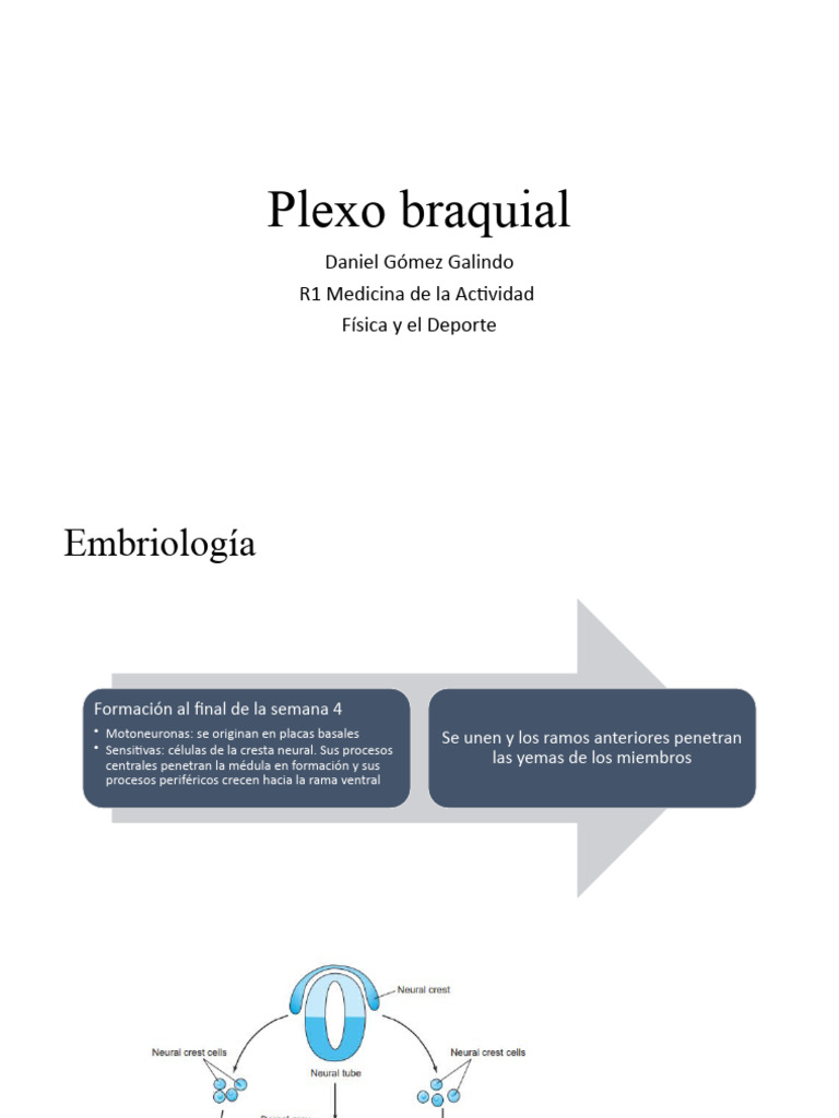 Plexo Braquial Descargar Gratis Pdf Anatomía Humana Sistema Nervioso