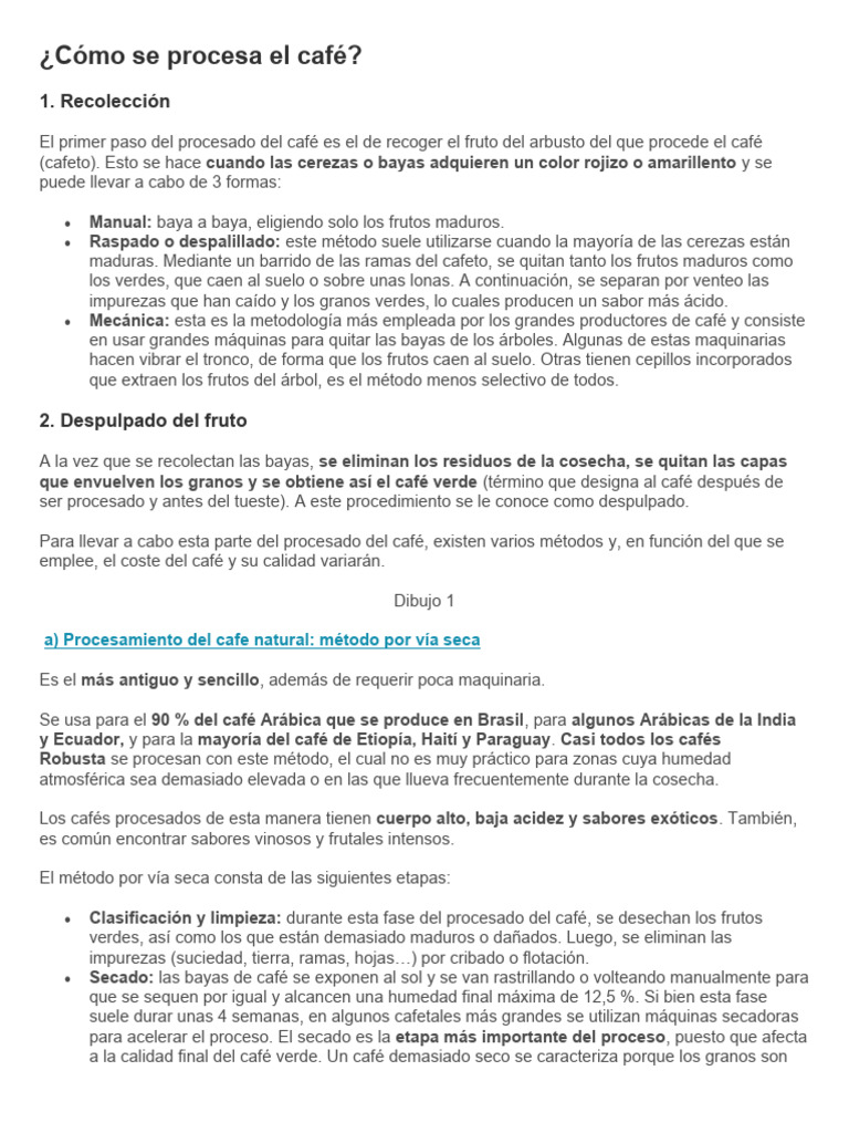 Cómo Se Procesa El Café | PDF | café