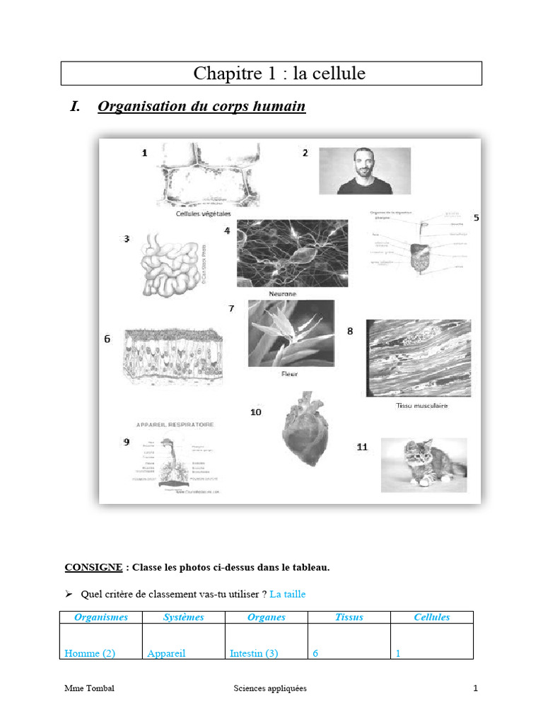 Organisation et structure des cellules | PDF | Cytoplasme | Cellule ...