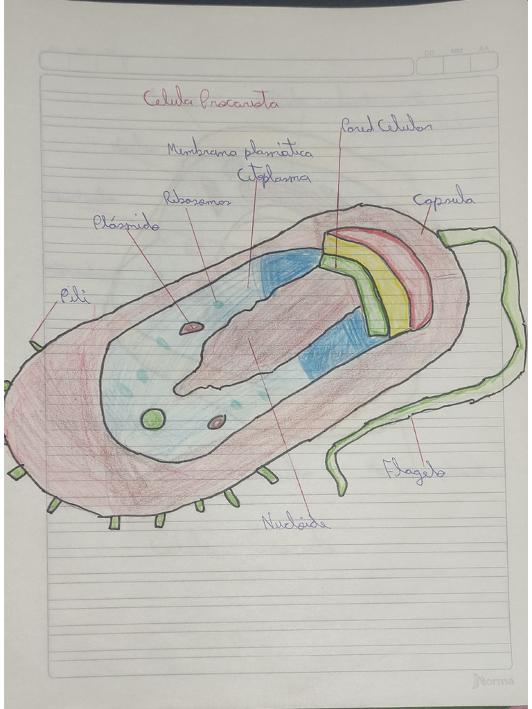 Dibujo Celula Procariota - Eucariota | PDF