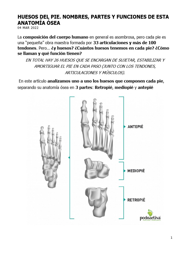 Anatomia Osea Del Pie | PDF | Pie | Anatomía