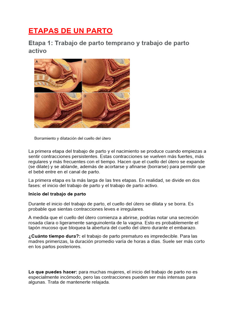 Etapas del Parto: Guía Completa | PDF | Parto | Vagina