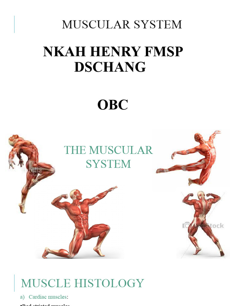 The Musculoskeletal System 102412 Pdf Muscle Contraction Actin