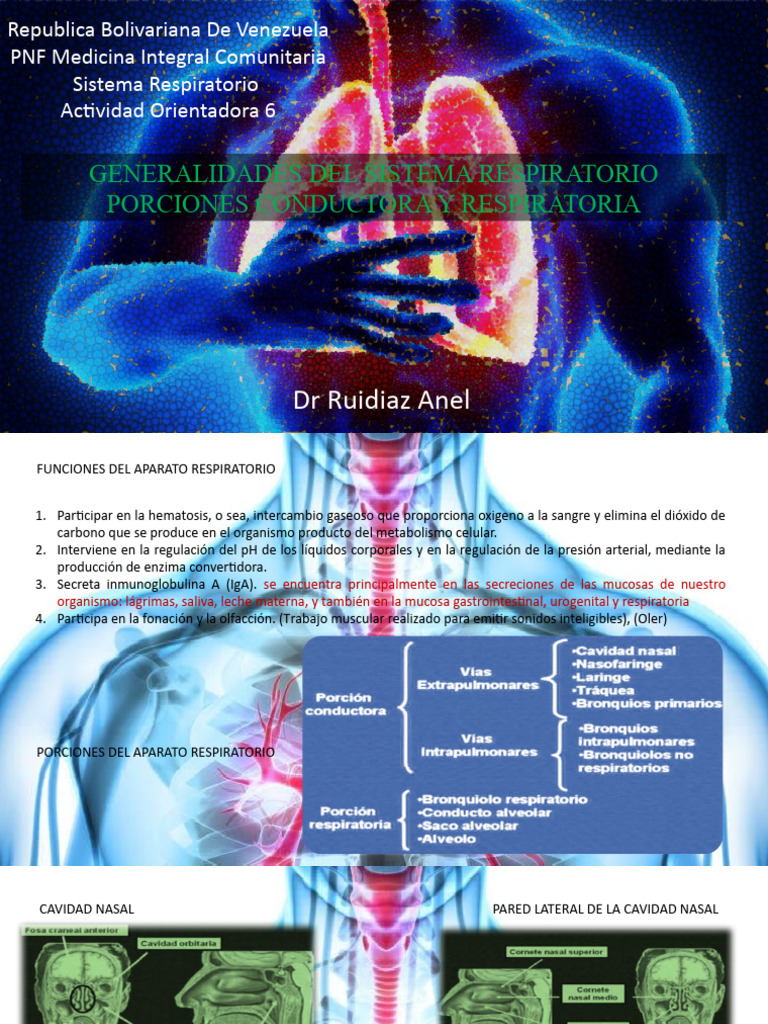 Funciones y Estructura del Sistema Respiratorio | PDF | Pulmón ...