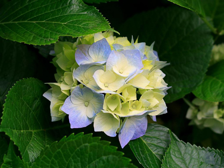 Hydrangeas | PDF