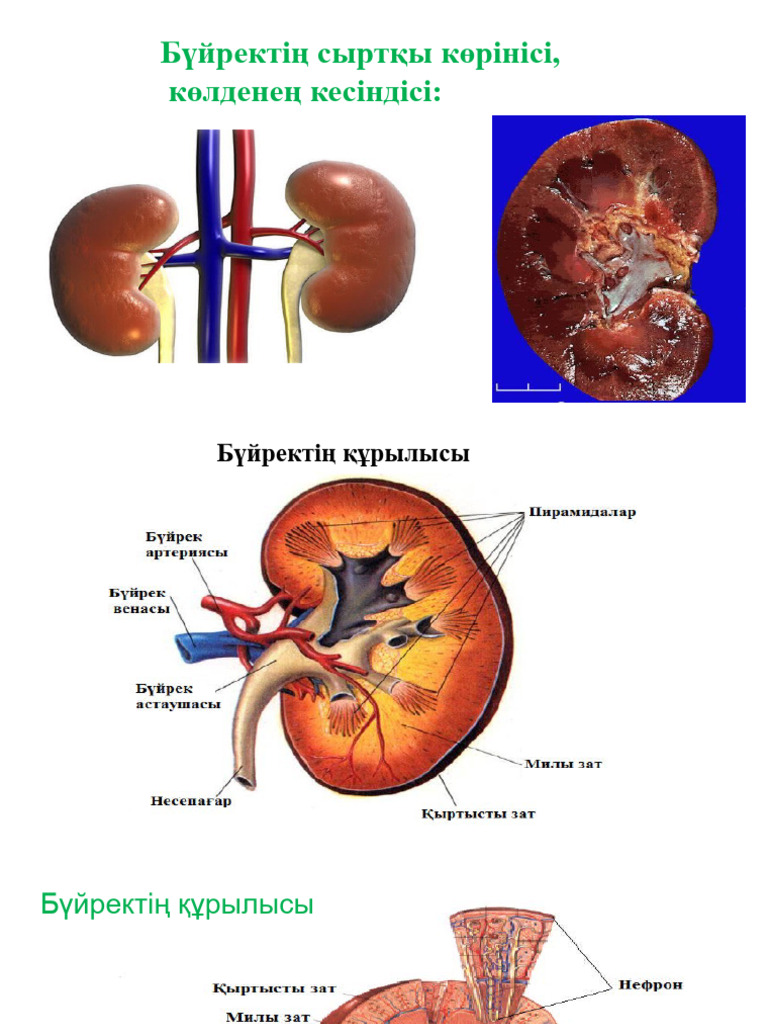 Жалғызбасты аналар жыныстық қатынасты қалайды