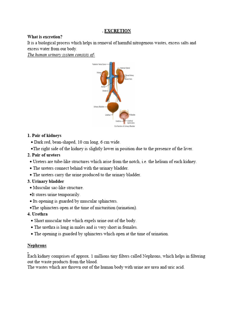 EXCRETION class 10th | PDF | Kidney | Urinary System