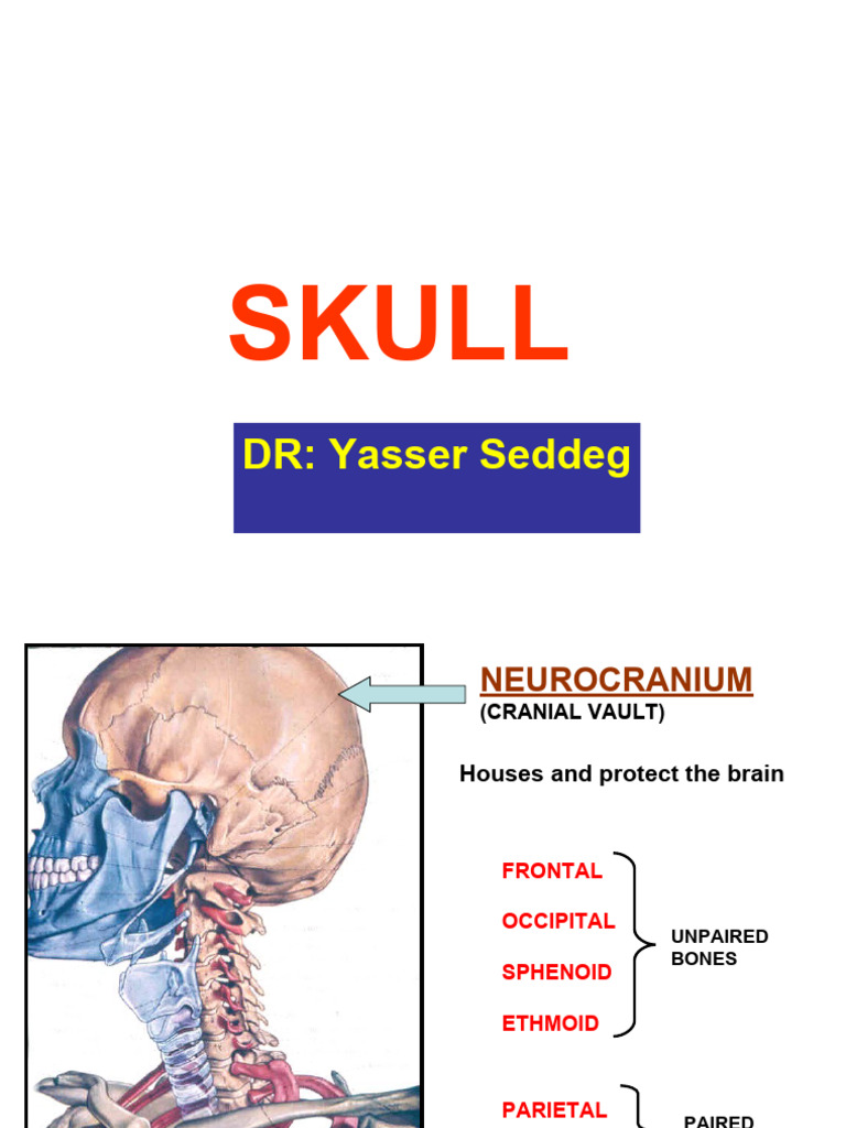 Skull (2) - 1 | PDF | Skull | Human Head And Neck