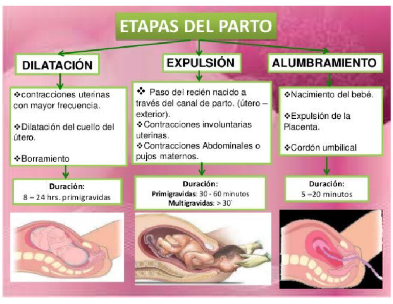 Fases Del Parto | PDF