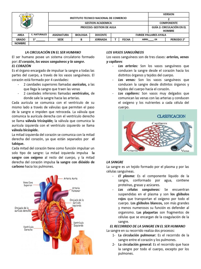 La Circulacin en El Hombre Guia 4 | PDF | Sistema circulatorio | Corazón