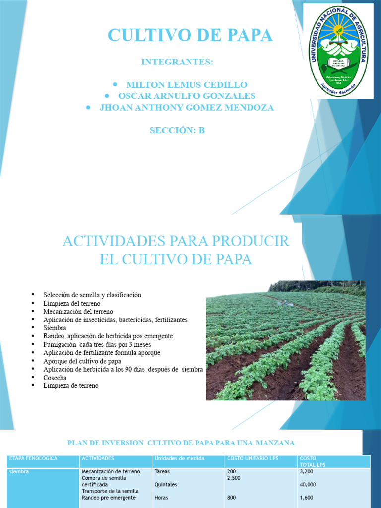 Cultivo De Papa Trabajo Hortalizas Pdf Patata Agricultura