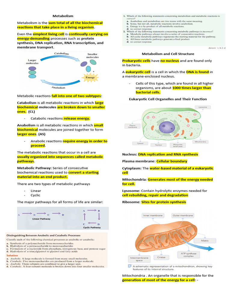 Metabolism | PDF | Cell (Biology) | Metabolism