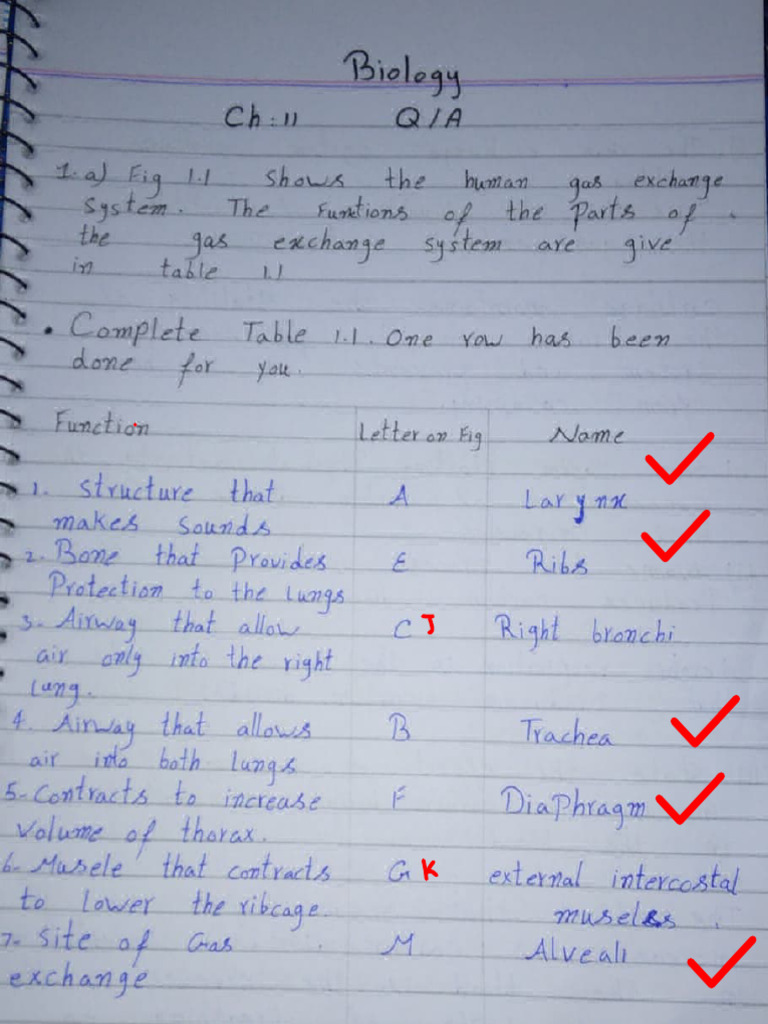 Human Respiratory System Overview | PDF | Respiration | Physiology
