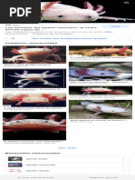 Ajolote - Buscar Con Google