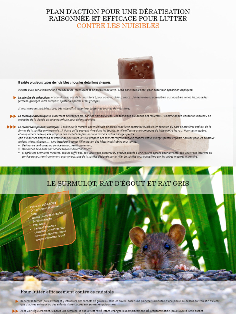 Plan de dératisation efficace | PDF | Rat