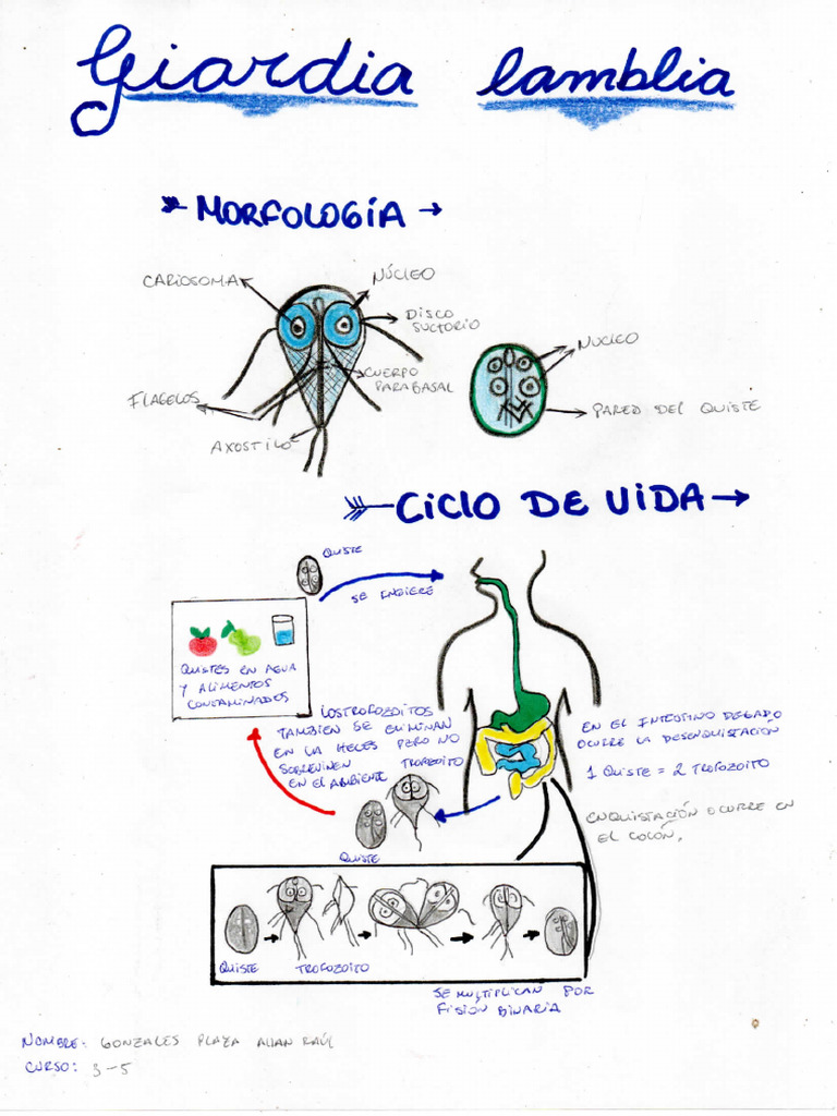Giardia Lamblia | PDF