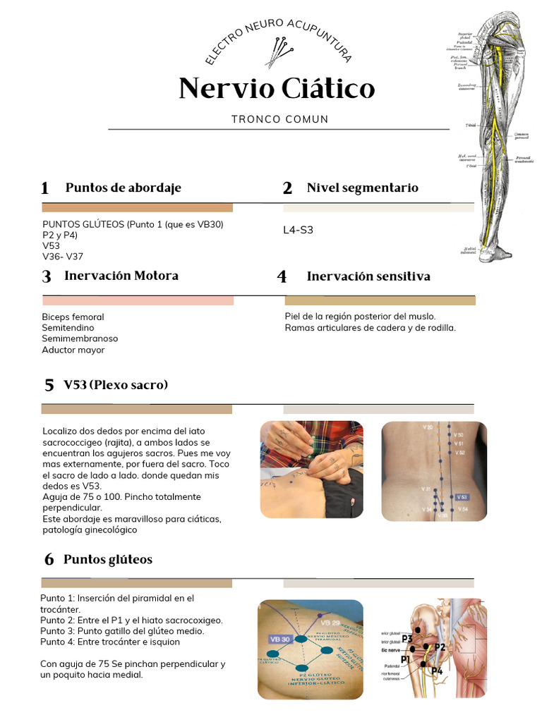 Nervio Ciático Tronco Comun Descargar gratis PDF Anatomía del