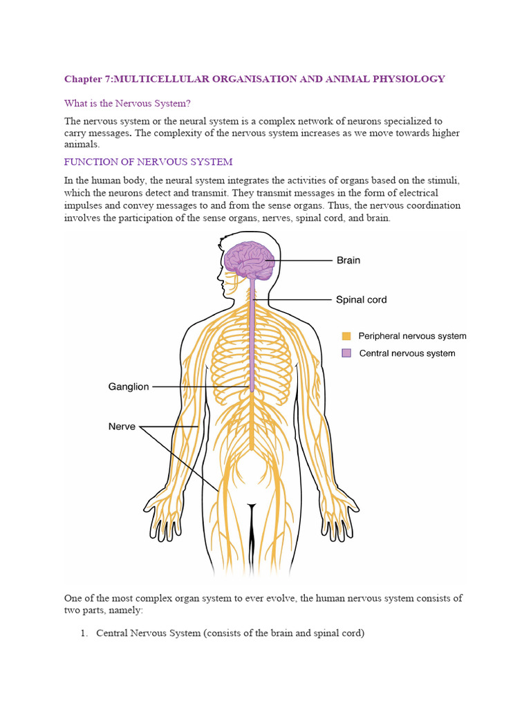 Nervous System | PDF | Central Nervous System | Nervous System