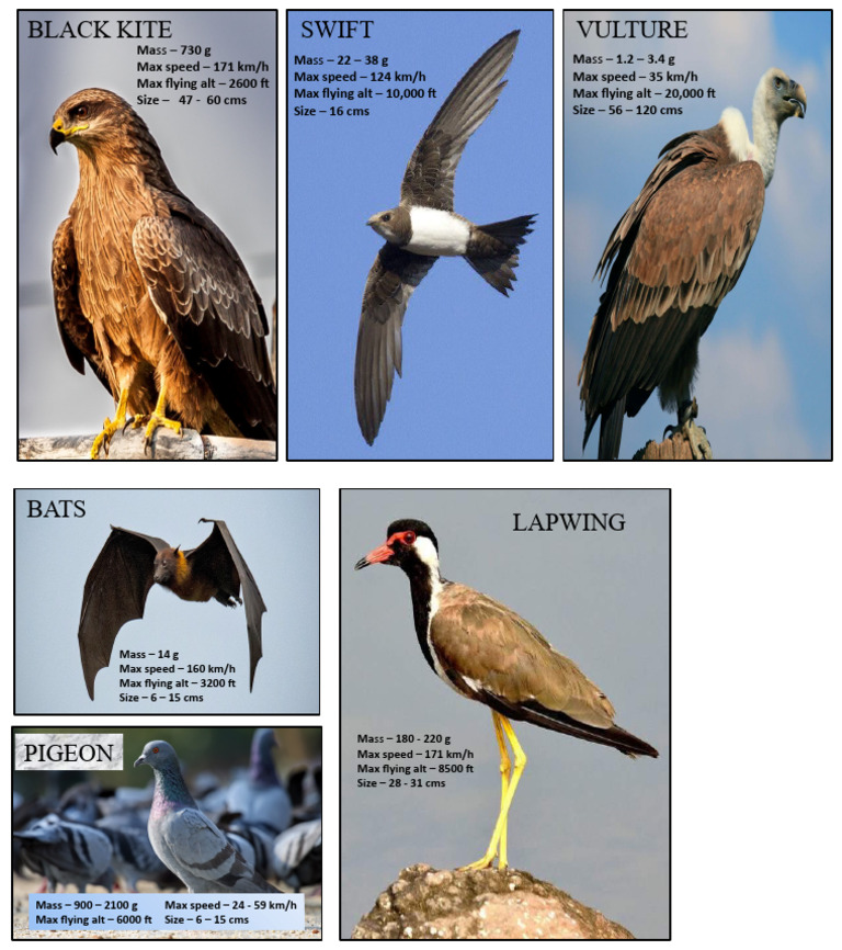 Bird Species Specifications | PDF