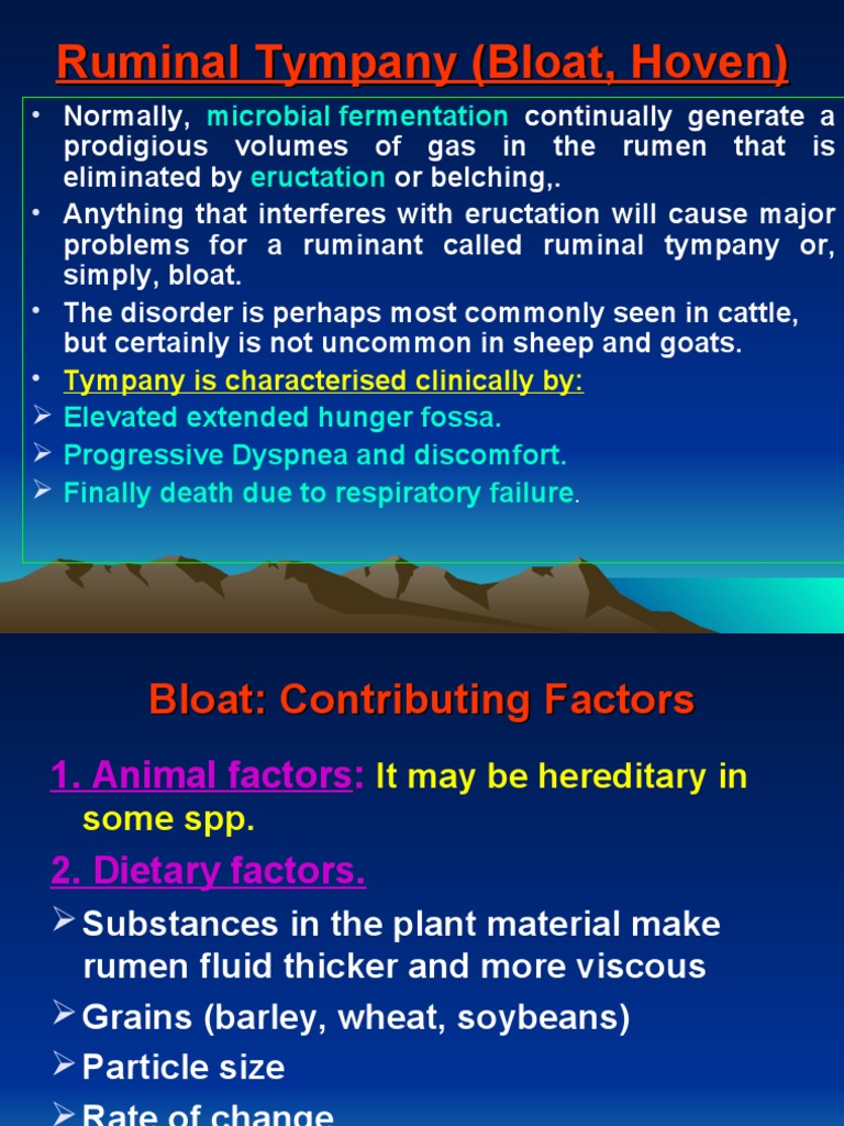 Tympany in Ruminants by Ali Sadiek Assiut Univ. | PDF | Thorax | Ruminant