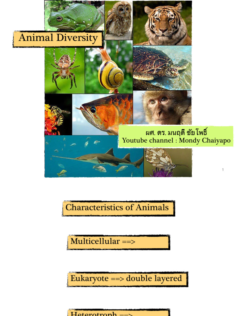 Animal visual data 3