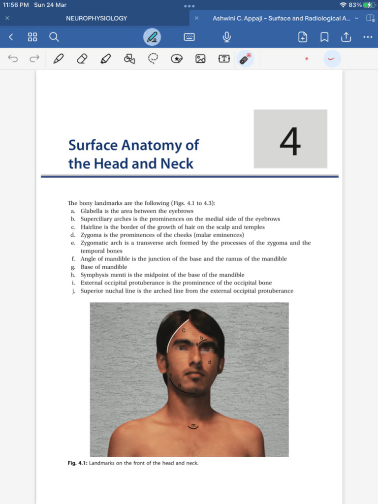 Surface Anatomy of Head and Neck | PDF | Solar System | Mars