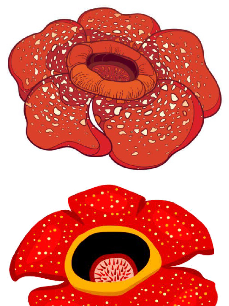 Bunga Rafflesia | PDF