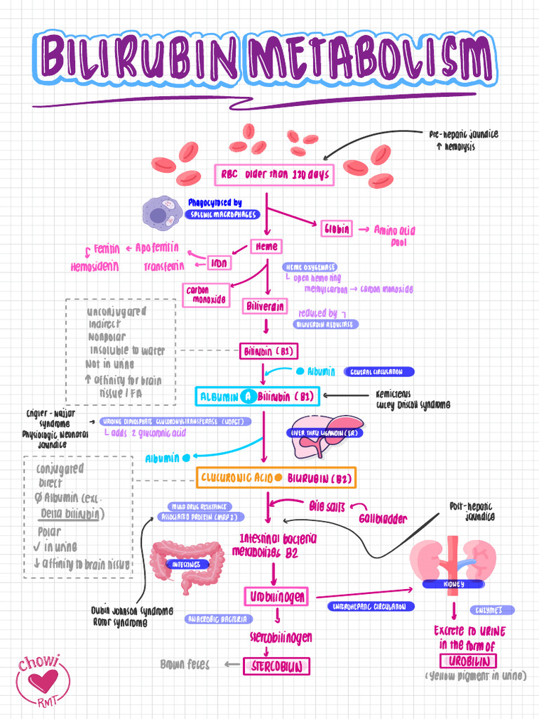 Bilirubin Metabolism Pdf