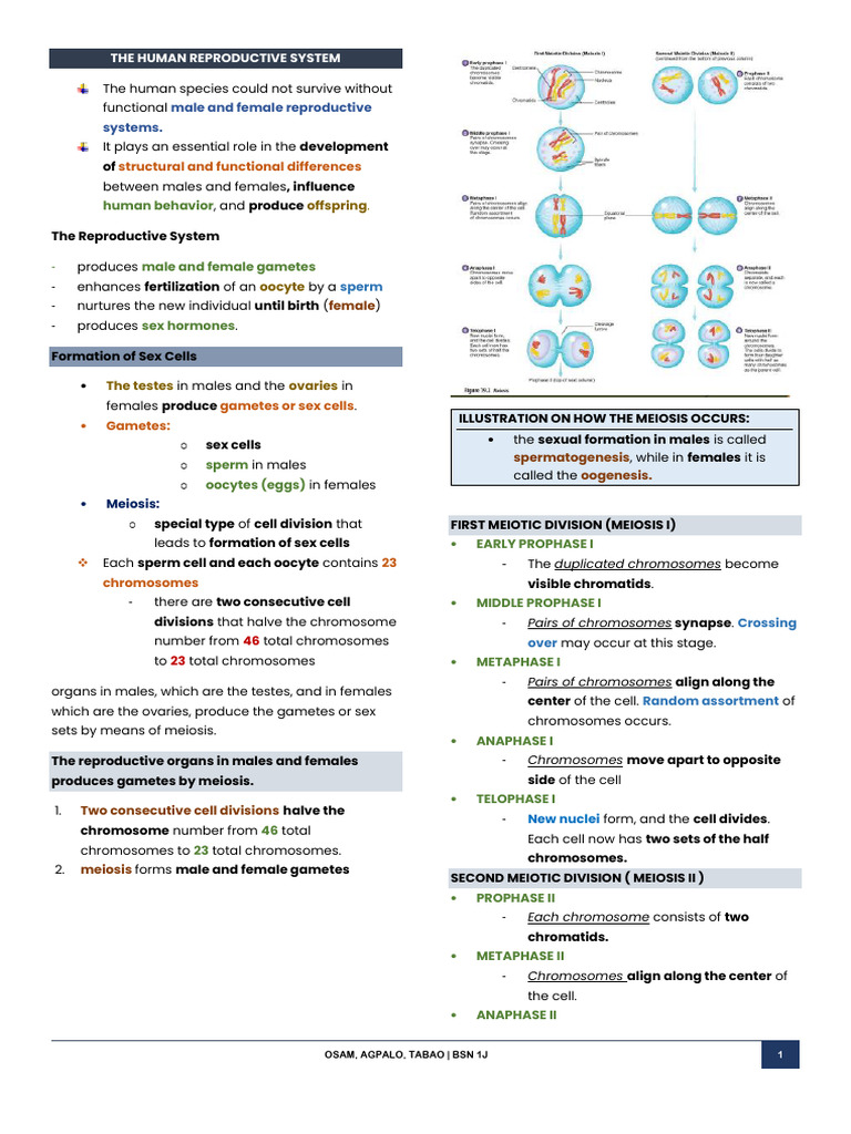 Human Reproductive System | PDF | Meiosis | Ovary