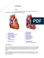 Struktur Anatomi Jantung