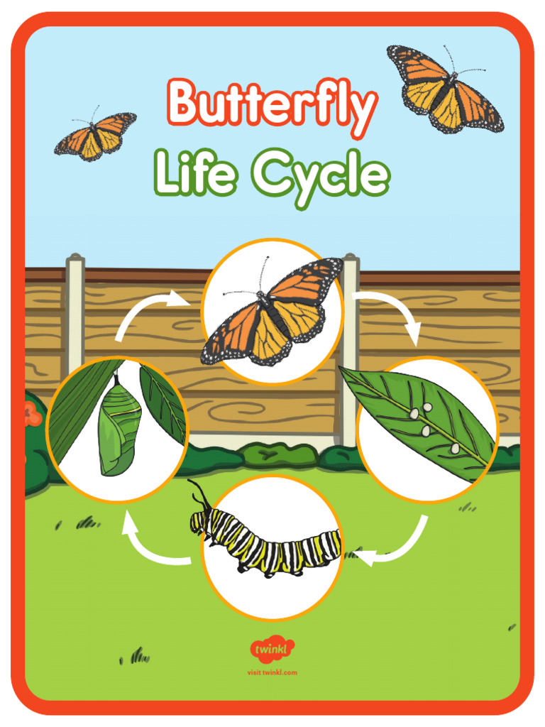 Color Butterfly Life Cycle Activity Booklet | Download Free PDF ...