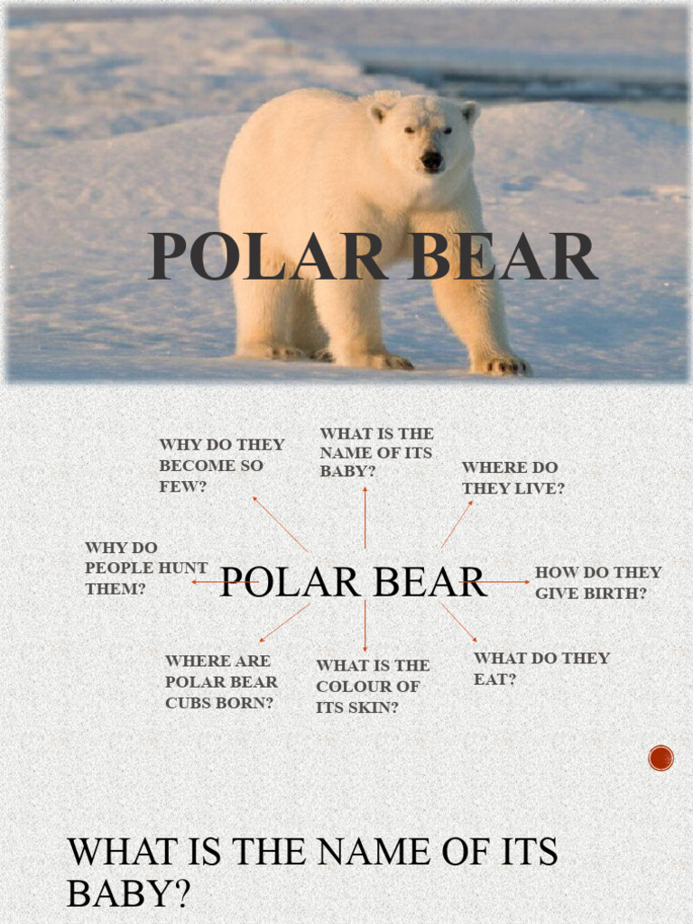 Polar Bear Facts: Habitat, Diet, and Cubs | PDF | Foreign Language ...