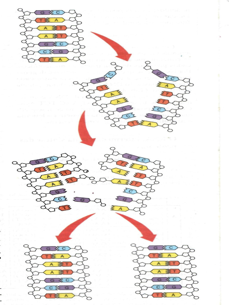 Dna | PDF