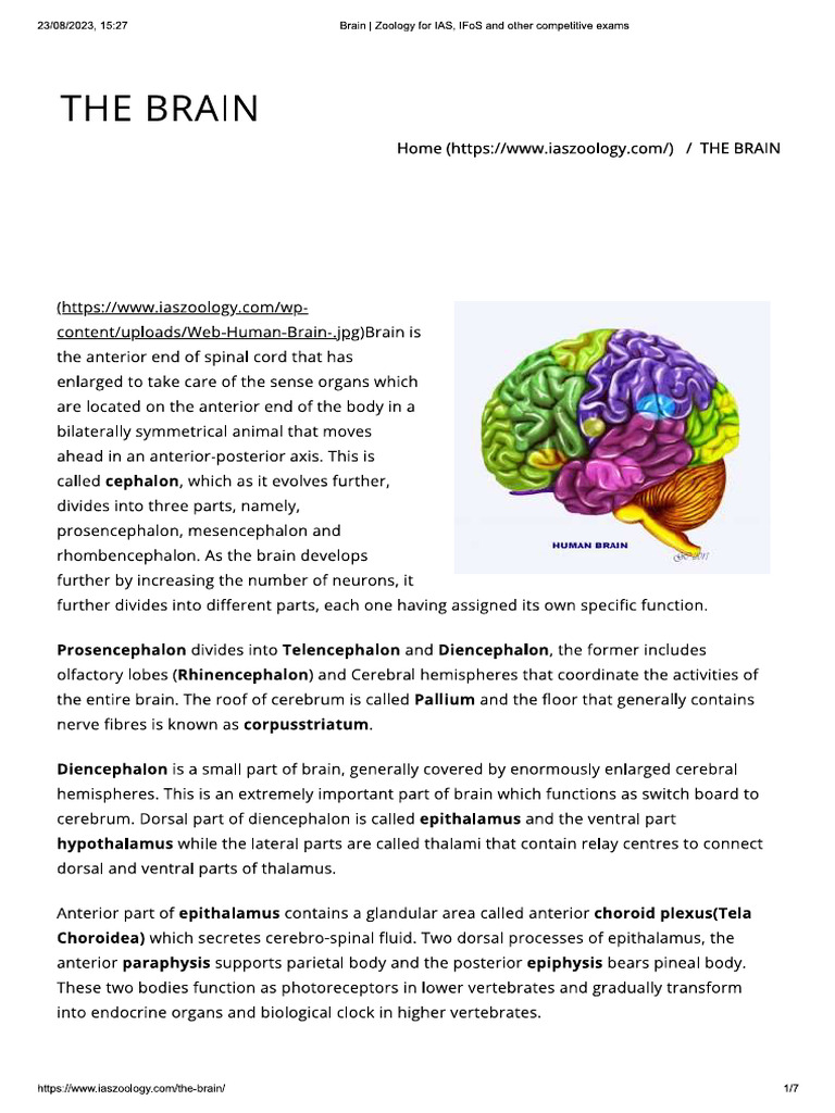 THE BRAIN | PDF