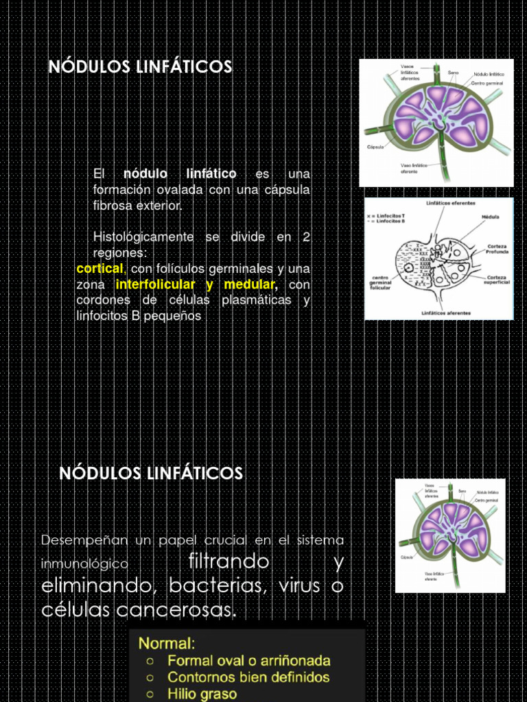 Clase Linfonodos | PDF | Ganglio linfático | Medicina CLINICA