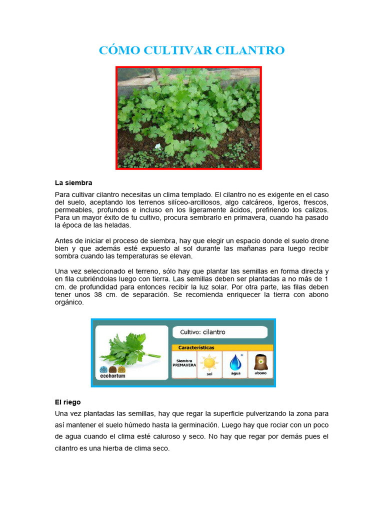 Cómo Cultivar Cilantro | PDF