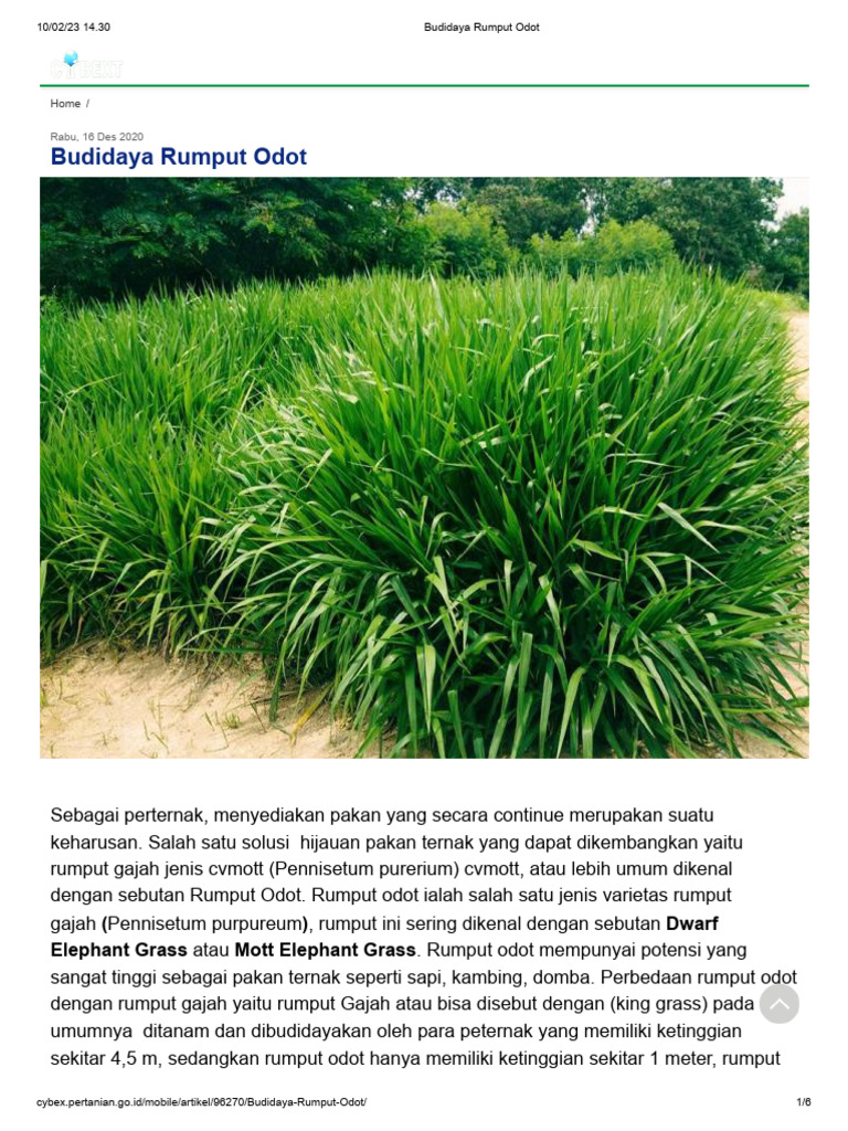 Budidaya Rumput Odot | PDF